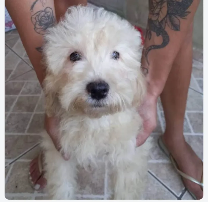 Cachorro ra a Poodle idade 2 a 6 meses nome Teddy