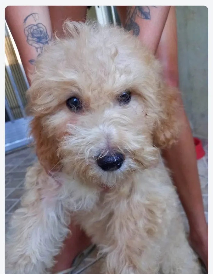 Cachorro ra a Poodle idade 7 a 11 meses nome Bobby