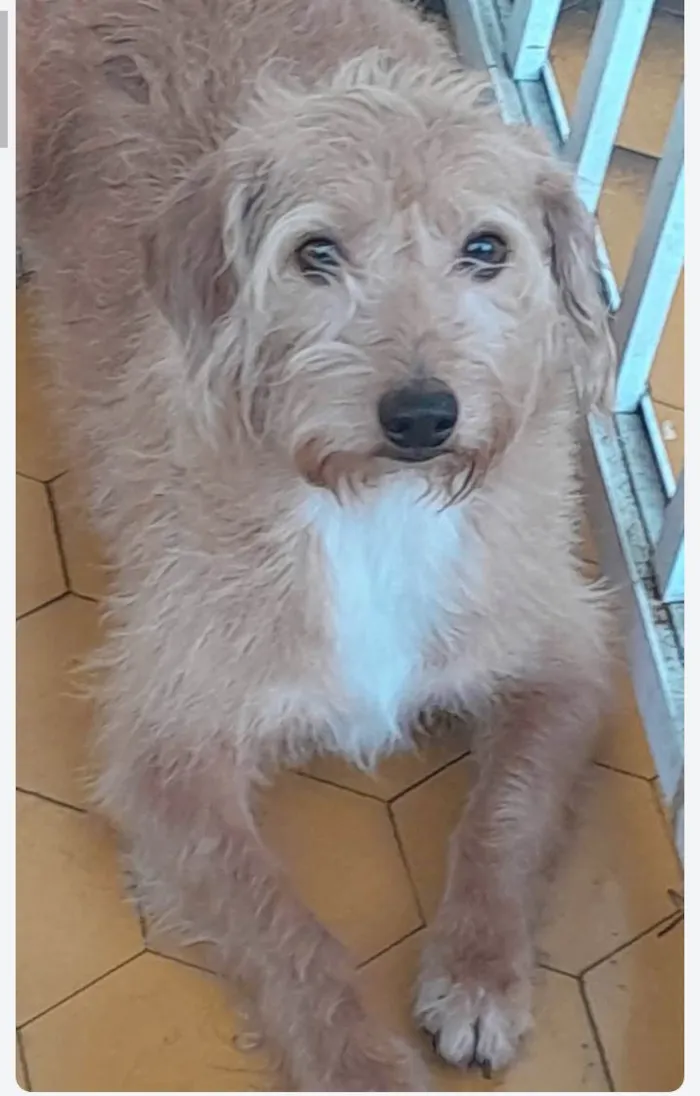Cachorro ra a SRD-ViraLata idade 2 anos nome Jonny 