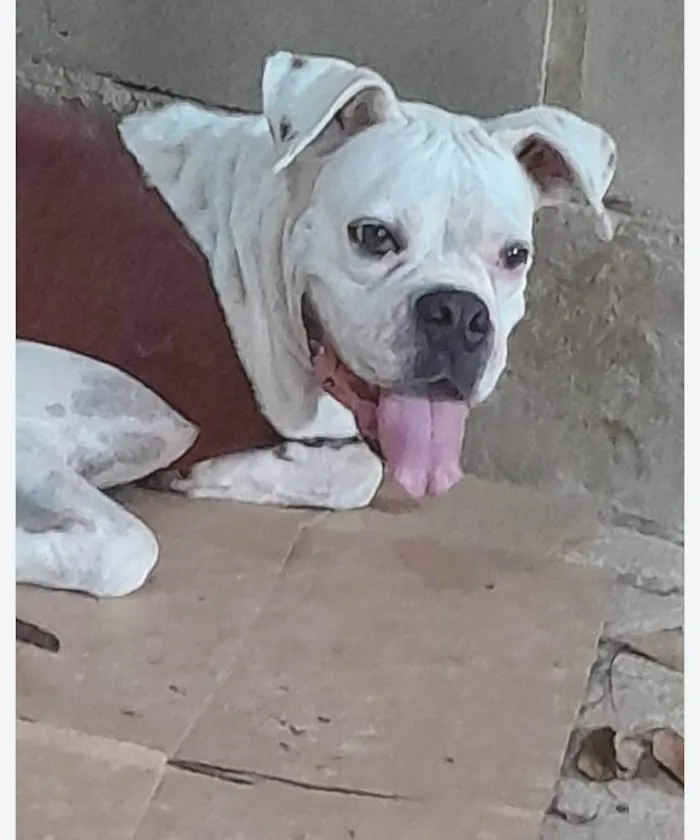 Cachorro ra a Boxer idade 7 a 11 meses nome Dara