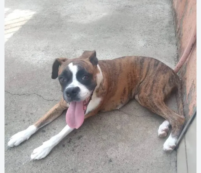 Cachorro ra a Boxer idade 7 a 11 meses nome Jade