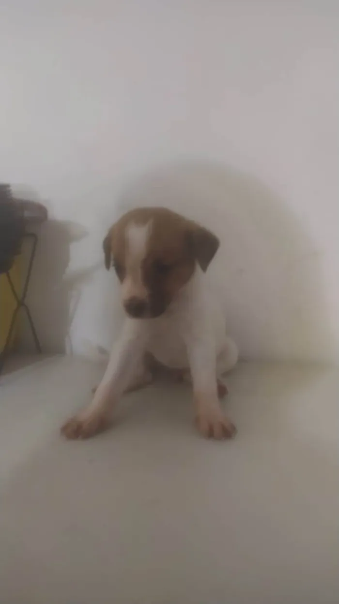 Cachorro ra a ND idade Abaixo de 2 meses nome Bebê 2