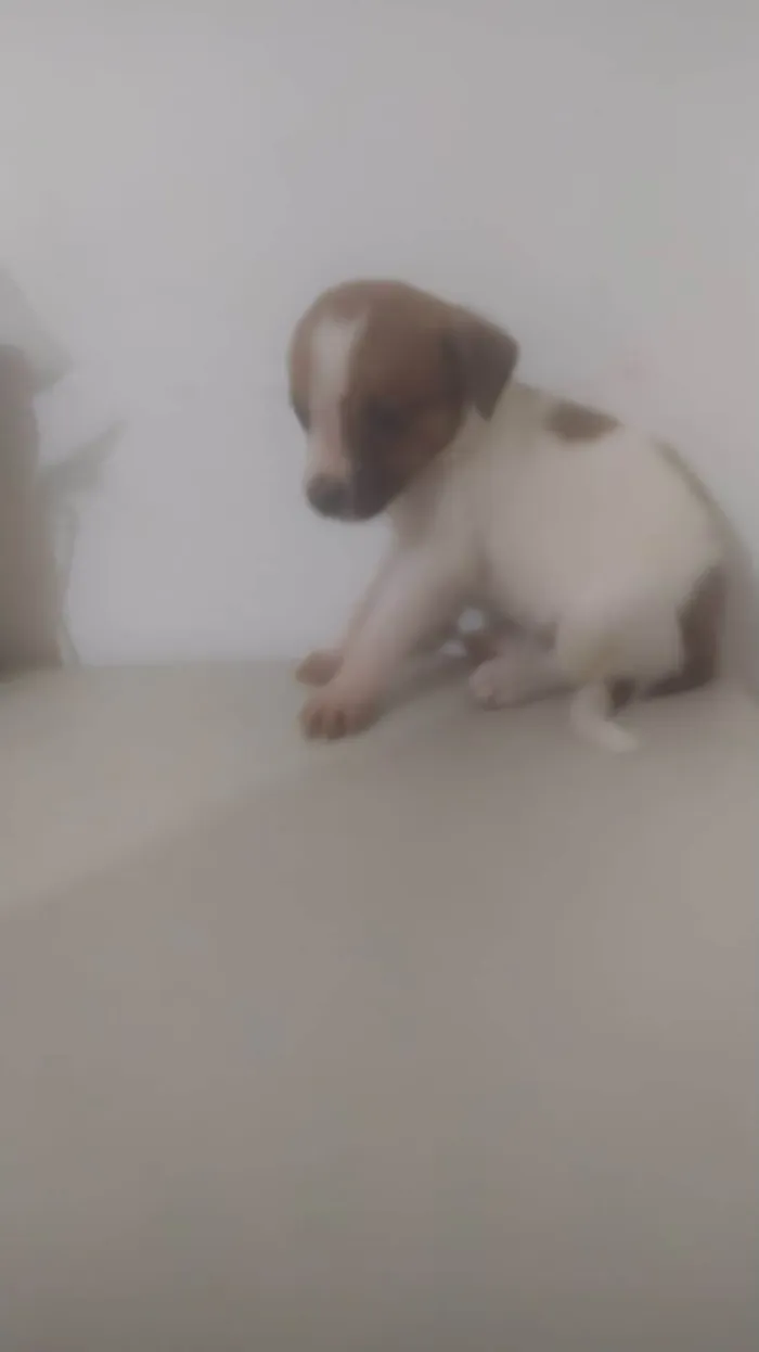 Cachorro ra a ND idade Abaixo de 2 meses nome Bebê 2