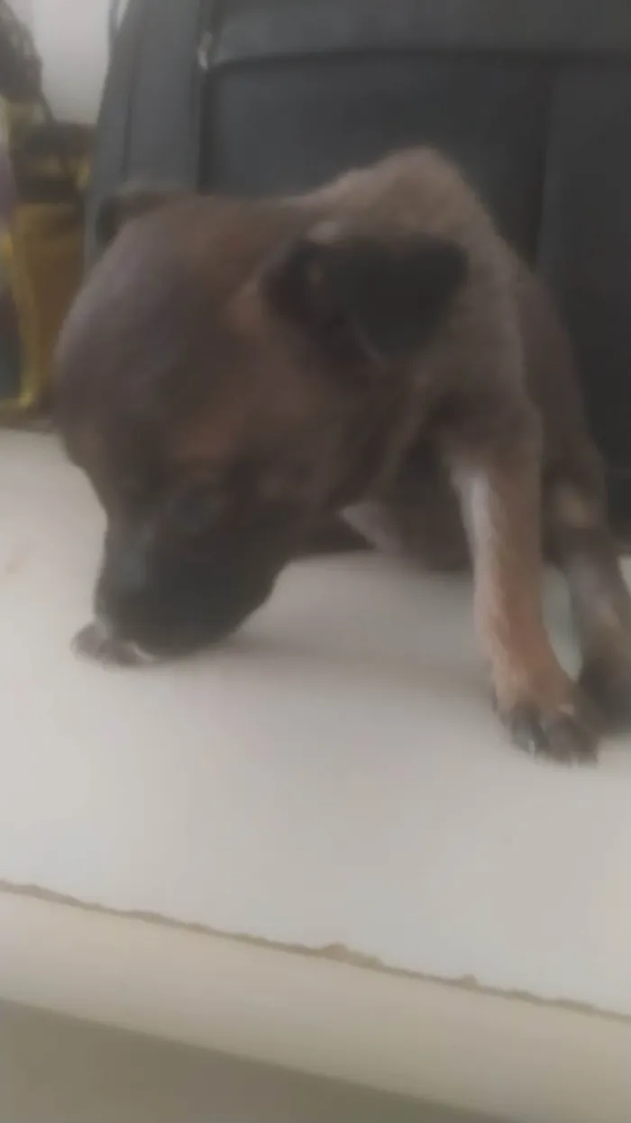 Cachorro ra a ND idade 2 a 6 meses nome Bebê 2