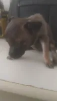 Bebê 2