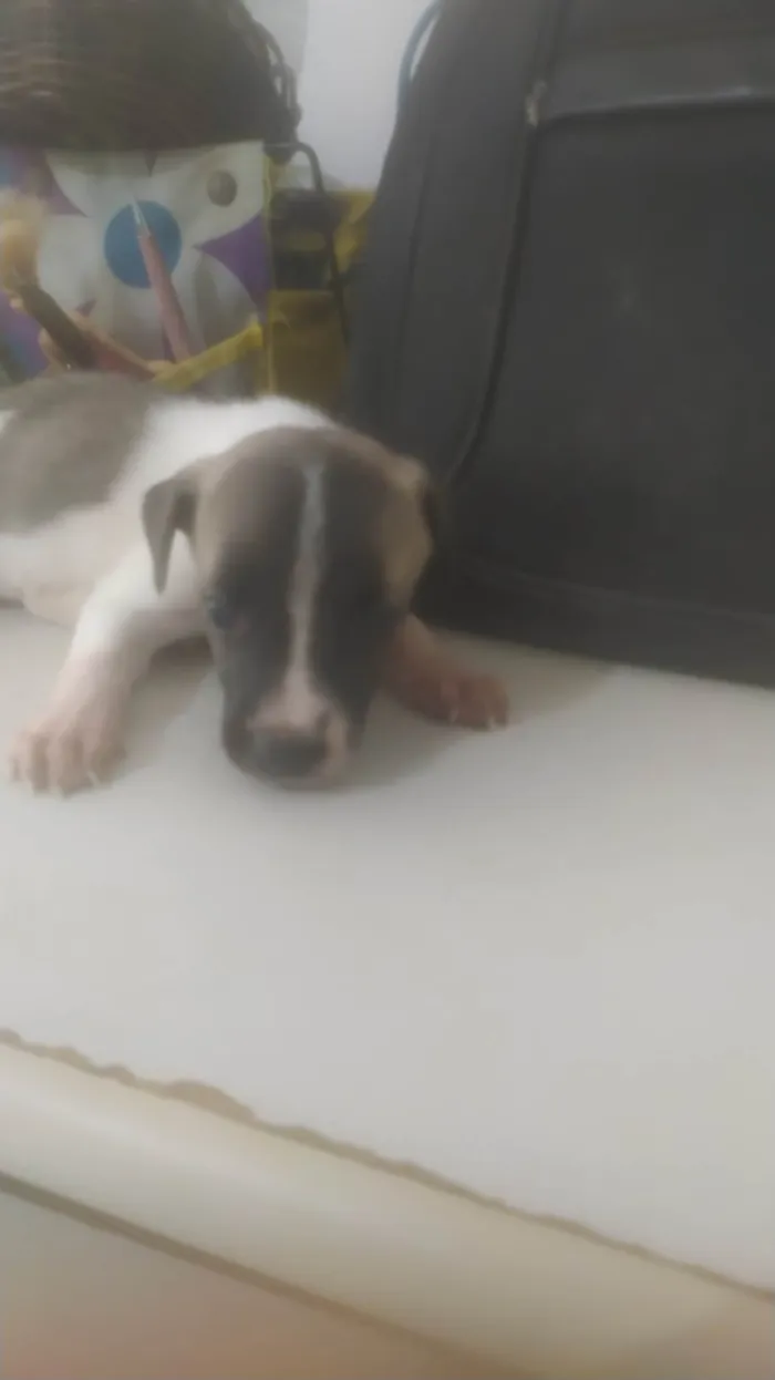 Cachorro ra a ND idade 2 a 6 meses nome Bebê 1