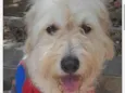 Balu