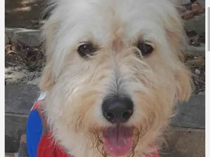 Cachorro ra a SRD-ViraLata idade 2 anos nome Balu