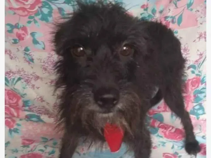 Cachorro ra a SRD-ViraLata idade 2 anos nome Pirulito 