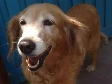 Cachorro ra a Golden  idade 5 anos nome Princesa