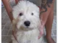 Teddy