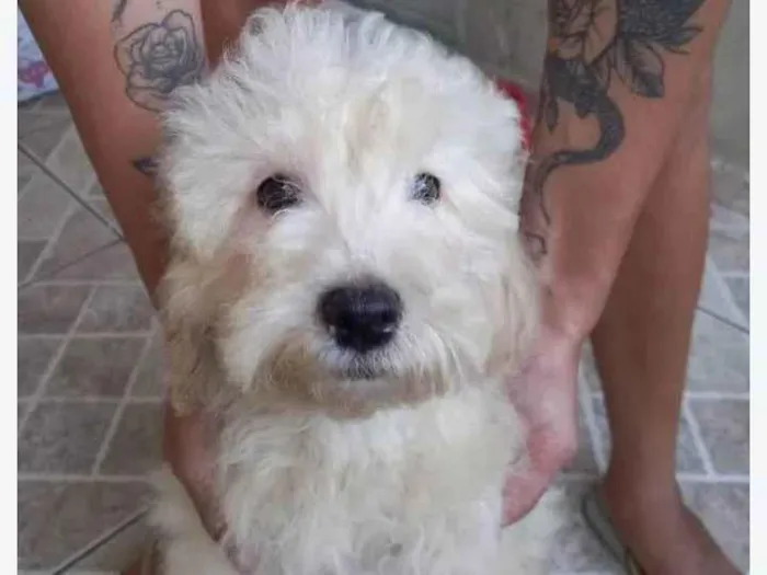 Cachorro ra a Poodle idade 2 a 6 meses nome Teddy