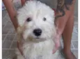 Teddy