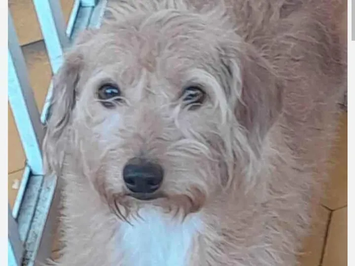 Cachorro ra a SRD-ViraLata idade 2 anos nome Jonny 