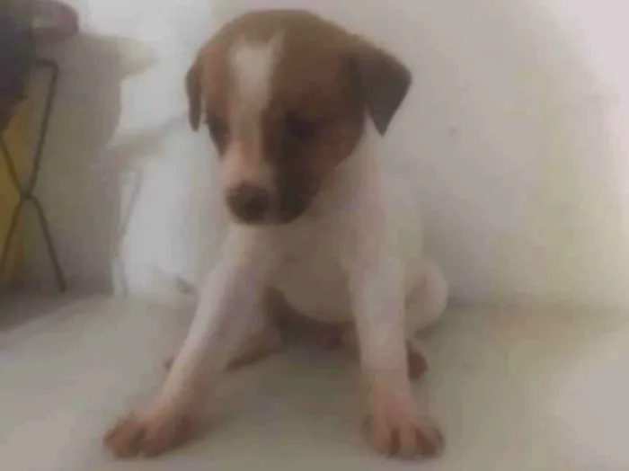 Cachorro ra a ND idade Abaixo de 2 meses nome Bebê 2