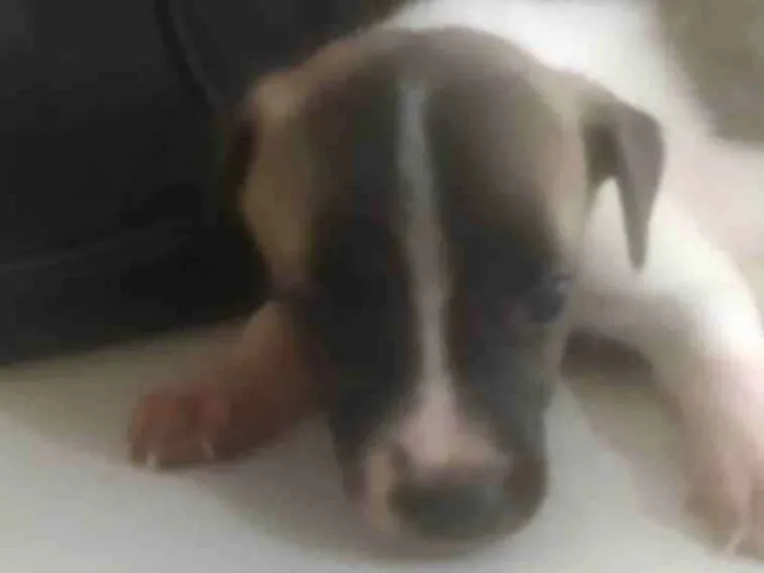 Cachorro ra a ND idade 2 a 6 meses nome Bebê 1