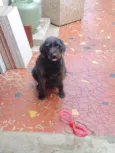 Belinha
