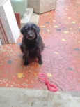 Belinha