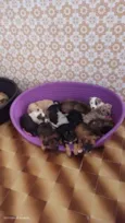 Bebês