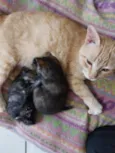 JUJUBA Felv+ e ESCAMINHAS