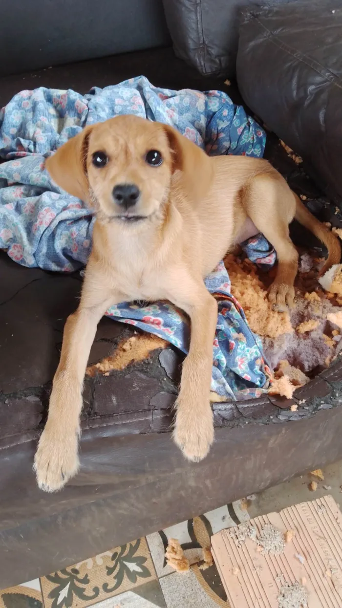 Cachorro ra a  idade 2 a 6 meses nome Teca