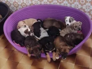 Cachorro raça SRD-ViraLata idade 2 a 6 meses nome Bebês 