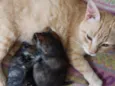 JUJUBA Felv+ e ESCAMINHAS