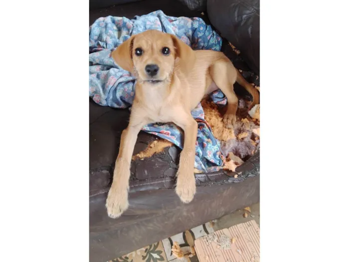 Cachorro ra a  idade 2 a 6 meses nome Teca