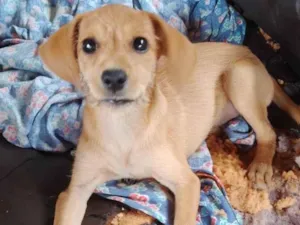 Cachorro raça  idade 2 a 6 meses nome Teca