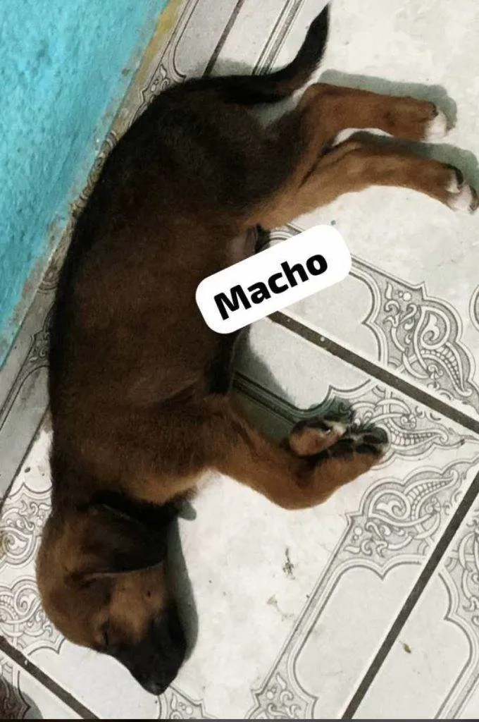 Cachorro ra a SRD-ViraLata idade Abaixo de 2 meses nome max