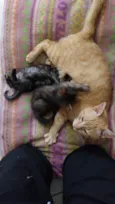 JUJUBA Felv+ e ESCAMINHAS