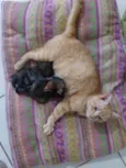 JUJUBA Felv+ e ESCAMINHAS