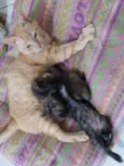 JUJUBA Felv+ e ESCAMINHAS