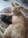 JUJUBA Felv+ e ESCAMINHAS