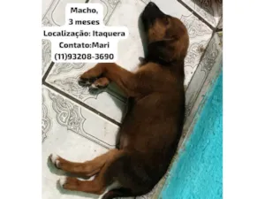 Cachorro raça SRD-ViraLata idade Abaixo de 2 meses nome max