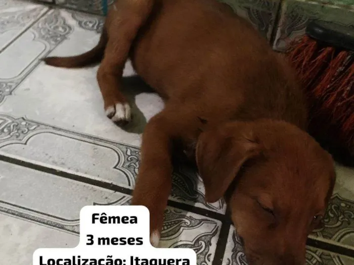 Cachorro ra a SRD-ViraLata idade 2 a 6 meses nome Nina 