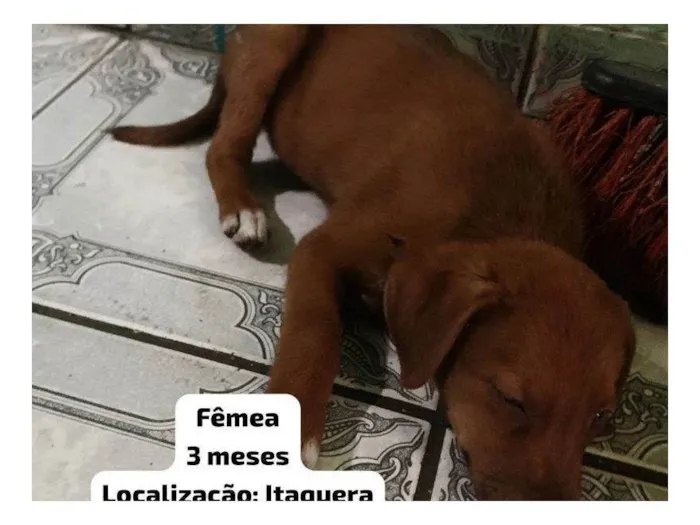 Cachorro ra a SRD-ViraLata idade 2 a 6 meses nome Nina 