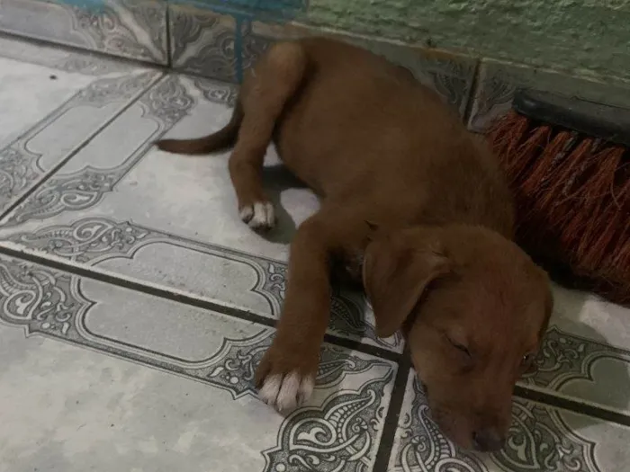 Cachorro ra a SRD-ViraLata idade 2 a 6 meses nome Nina 