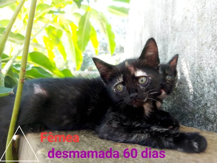 Gato ra a Gatos Mistos idade Abaixo de 2 meses nome Filhotes