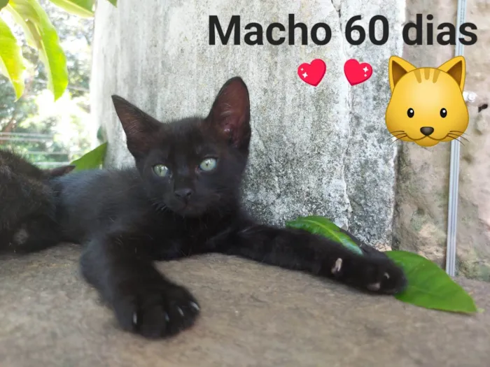 Gato ra a Gatos Mistos idade Abaixo de 2 meses nome Filhotes