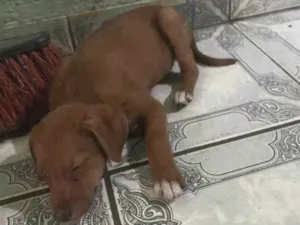 Cachorro raça SRD-ViraLata idade 2 a 6 meses nome Nina 