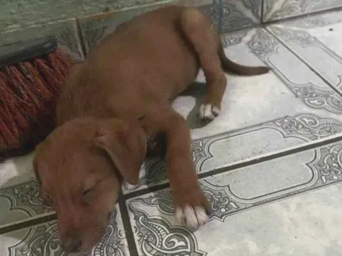 Cachorro ra a SRD-ViraLata idade 2 a 6 meses nome Nina 