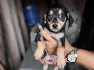 Cachorro raça SRD-ViraLata idade 2 a 6 meses nome Menina e menino 