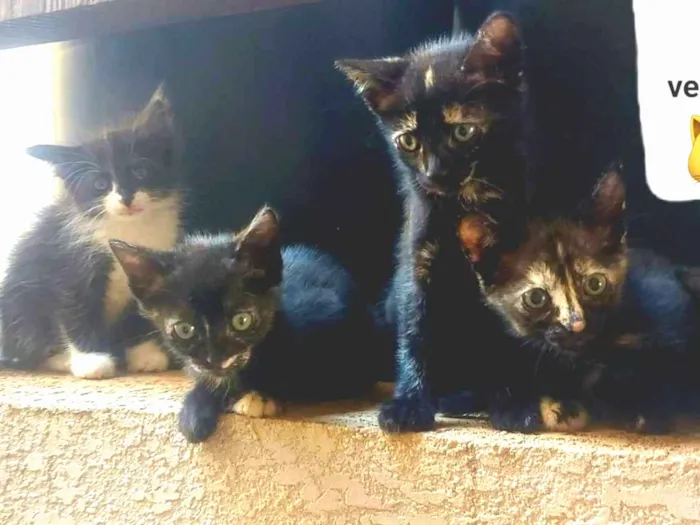 Gato ra a Gatos Mistos idade Abaixo de 2 meses nome Filhotes