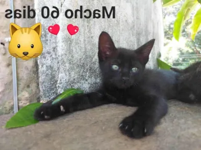 Gato raça Gatos Mistos idade Abaixo de 2 meses nome Filhotes