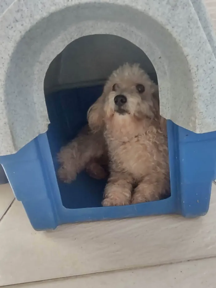 Cachorro ra a Poodle idade 4 anos nome Bruna