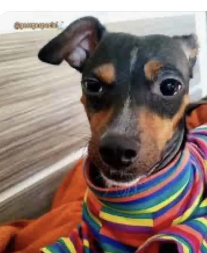 Cachorro ra a Pinscher idade 7 a 11 meses nome Dino 