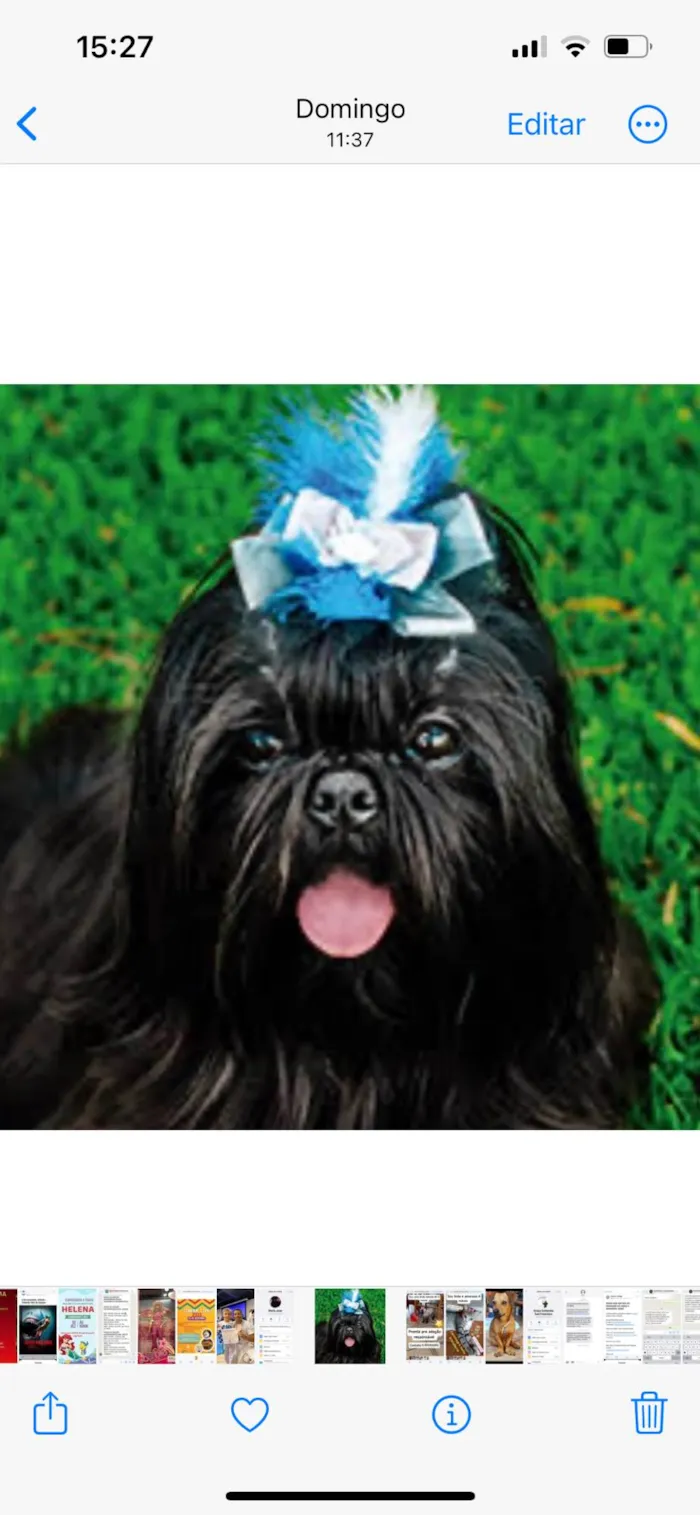 Cachorro ra a Mestica  idade 7 a 11 meses nome Dora 