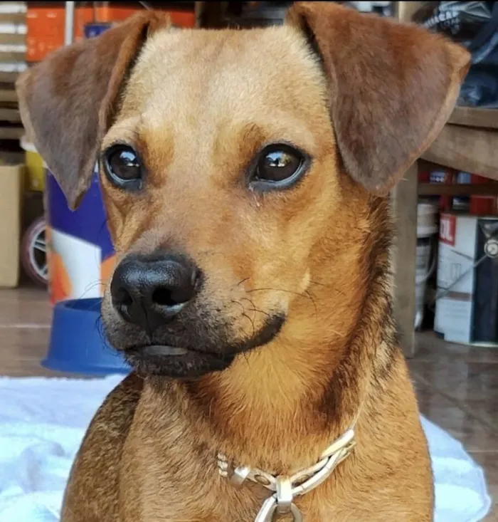 Cachorro ra a Mestico idade 7 a 11 meses nome Marley 