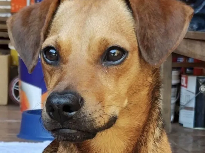 Cachorro ra a Mestico idade 7 a 11 meses nome Marley 